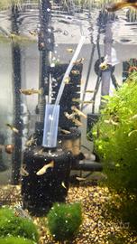 Guppy giovani e adulti