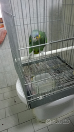 Due amazzone amazzonica