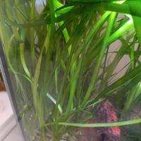 piante per acquario tropicale-dolce