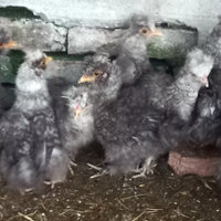 Galline moroseta