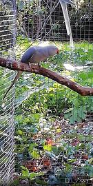 Parrocchetto dal collare