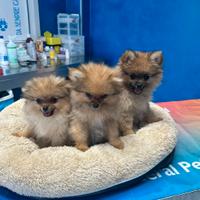 Spitz di Pomerania cuccioli