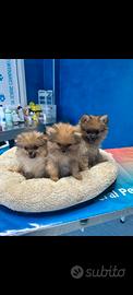 Spitz di Pomerania cuccioli