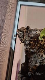 Insetti stecco Sungaya Inexpectata