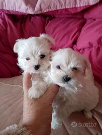 Cuccioli maltese taglia mini