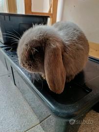 Coniglio ariete nano