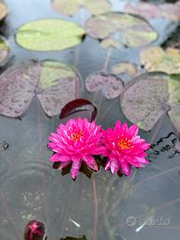 Medaka e piante per laghetti