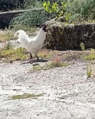 Ultimi rimasti