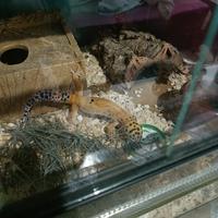 Geco leopardino