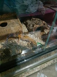 Geco leopardino