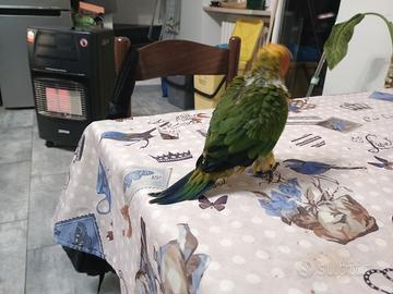 Pullo di conuro del sole