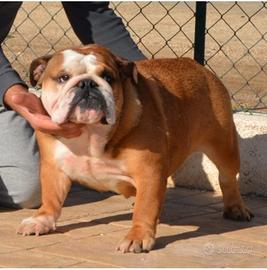 Bulldog inglese