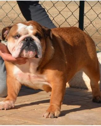 Bulldog inglese