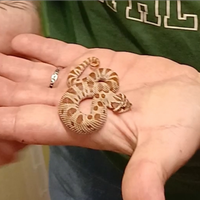 Heterodon nasicus serpente muso di porco