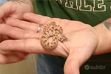 Heterodon nasicus serpente muso di porco