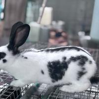 Conigli Papillon e Cornish