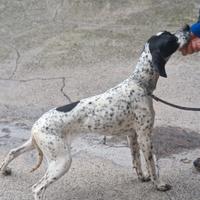 Pointer inglesi cucciola 5 mesi femmina