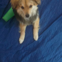 Regalasi cane