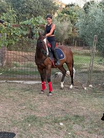 Cavallo criolo ex polo