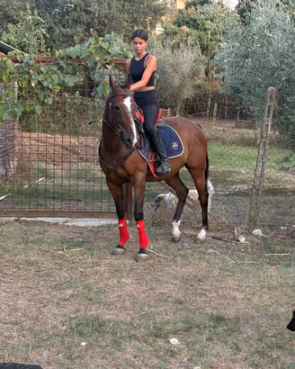 Cavallo criolo ex polo