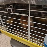 Coniglietto nano di un mese con gabbia nuova