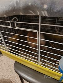 Coniglietto nano di un mese con gabbia nuova