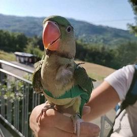 Pettorine per Pappagalli