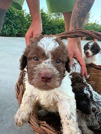 Lagotto Romagnolo