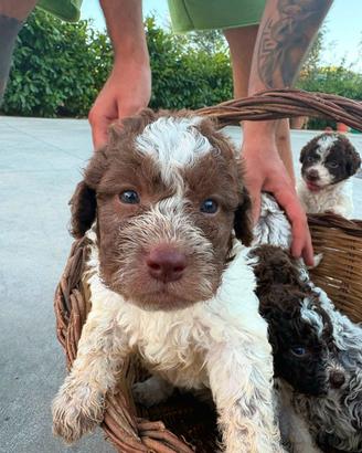 Lagotto Romagnolo