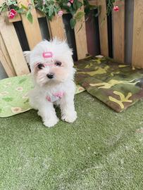 Maltese coreano femmina
