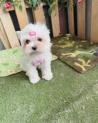 Maltese coreano femmina