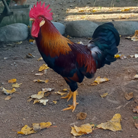 Gallina nostrana di Morozzo