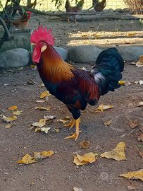 Gallina nostrana di Morozzo