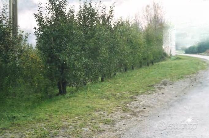 Immobile in asta di 4260 m² a Teglio - Vista 4