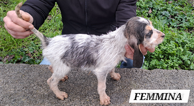 Cani da caccia al cinghiale