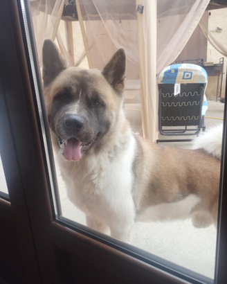 Akita Americano