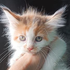 Cucciola Maine Coon colore Calico con pedigree