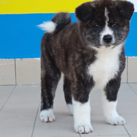 Akita Inu cucciolo