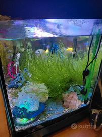 Acquario completo 50 litri 