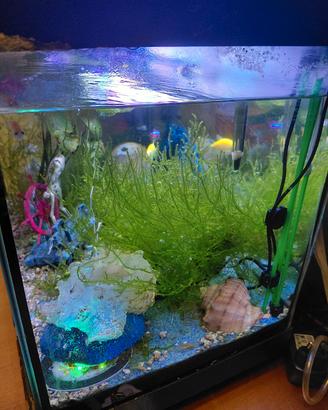 Acquario completo 50 litri 