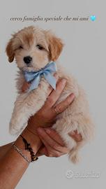 Cucciolo di maltipoo