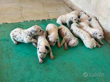Cuccioli di Dalmata Puri