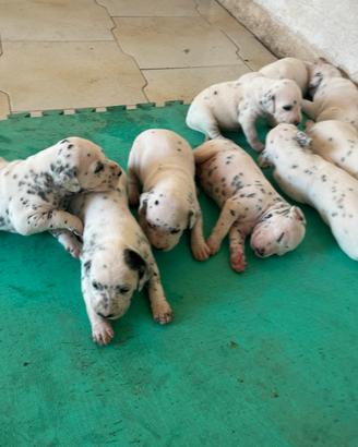 Cuccioli di Dalmata Puri