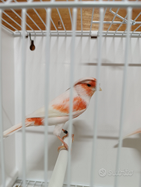 Canarini rosso mosaico