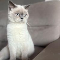 Gattina british short hair