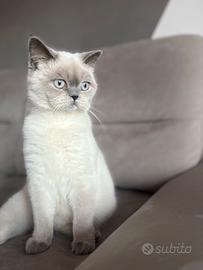 Gattina british short hair