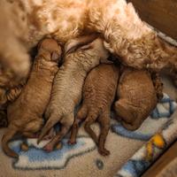 Barboncini toy maschi e femmine