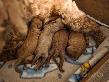 Barboncini toy maschi e femmine