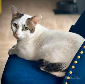 Gatto maschio