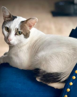 Gatto maschio